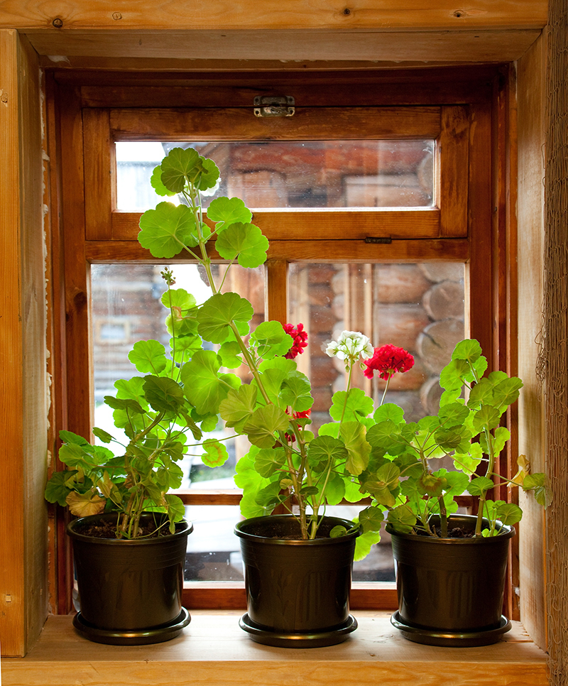 flowers flowers  / real flowers