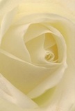 This evocative close-up whisks you straight into the serene centre of a white rose, its ivory petals unfolding in a quiet, graceful dance. The texture is soft as a morning cloud over Holloway, each delicate fold welcoming a gentle exploration of touch and sense. Light seeps softly into the petals' heart, creating a luminous cascade and subtle shadows, imbuing the scene with peaceful energy. The atmosphere is reminiscent of reflective mornings spent at local cafés near Holloway Road or of heartfelt moments shared between close friends. This rose embodies reverence and beginnings-a cherished gesture for sympathy, admiration, or celebration delivered locally. You can almost sense the mild, sweet fragrance drifting from the elegantly crafted bouquet, capturing both the artistry and intention of a trusted Holloway florist who understands the emotions behind every special moment.